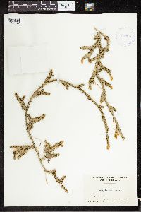 Lycopodium clavatum image