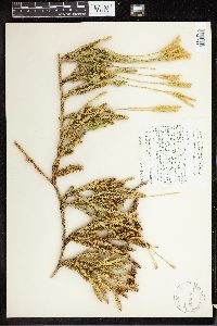 Lycopodium clavatum image