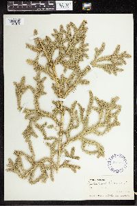 Lycopodium clavatum image