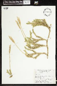 Lycopodium clavatum image