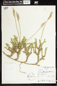 Lycopodium clavatum image