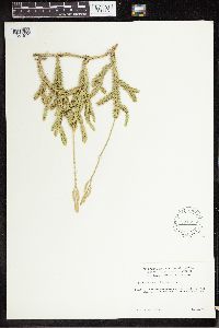 Lycopodium clavatum image