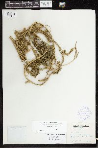 Lycopodium clavatum image