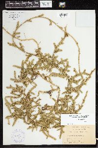 Lycopodium clavatum image