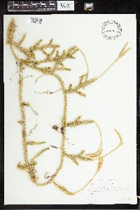 Lycopodium clavatum image