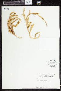 Lycopodium clavatum image