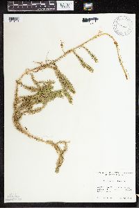 Lycopodium clavatum image