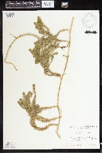 Lycopodium clavatum image