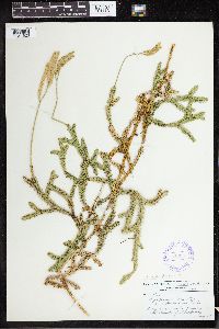 Lycopodium clavatum image
