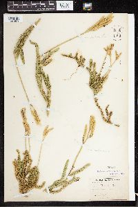 Lycopodium clavatum image