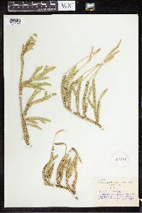 Lycopodium clavatum image