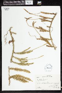 Lycopodium clavatum image