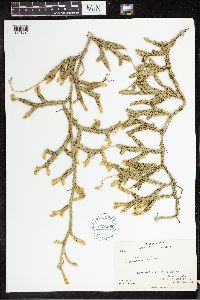Lycopodium clavatum image