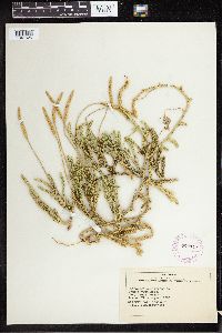 Lycopodium clavatum image