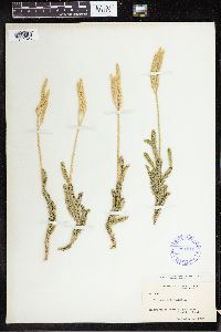 Lycopodium clavatum image
