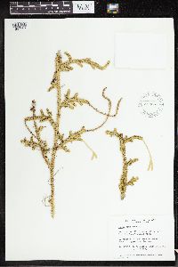 Lycopodium clavatum image