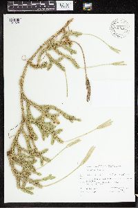 Lycopodium clavatum image