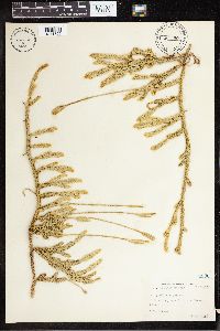 Lycopodium clavatum image