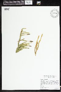 Lycopodium clavatum image