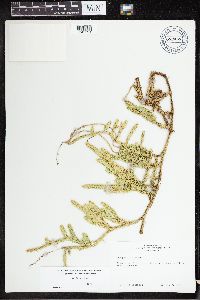 Lycopodium clavatum image