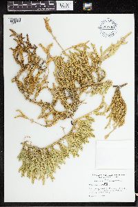 Lycopodium clavatum image