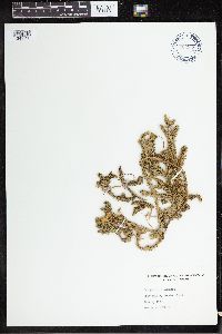 Lycopodium clavatum image