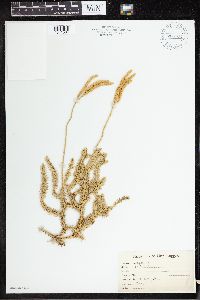 Lycopodium clavatum image