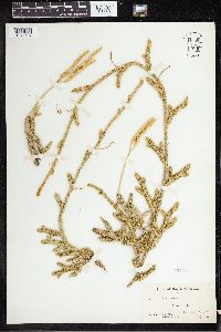 Lycopodium clavatum image