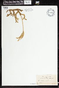 Lycopodium clavatum image