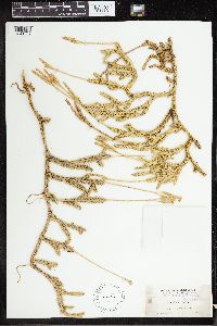 Lycopodium clavatum image