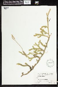 Lycopodium clavatum image