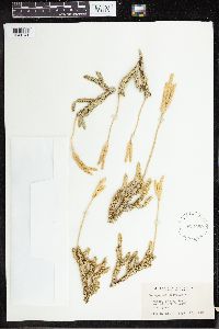 Lycopodium clavatum image