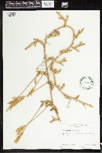 Lycopodium clavatum image