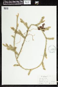 Lycopodium clavatum image