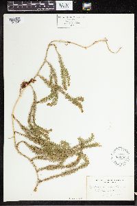 Lycopodium clavatum image