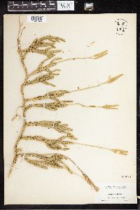 Lycopodium clavatum image
