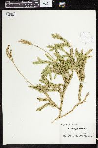 Lycopodium clavatum image