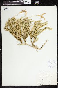 Thumbnail image of current specimen