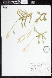 Thumbnail image of current specimen