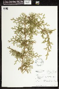 Thumbnail image of current specimen