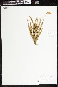 Lycopodium clavatum image