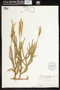 Lycopodium clavatum image