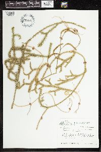 thumbnail image of current specimen
