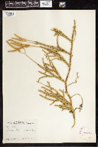 Lycopodium clavatum image