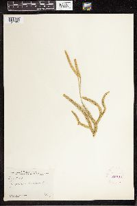 Lycopodium clavatum image