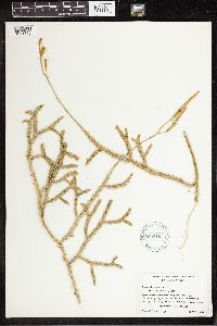 Lycopodium clavatum image
