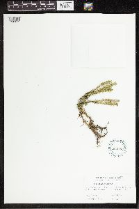 Image of Huperzia hoffmannii