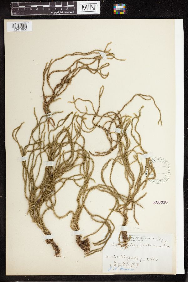 Phlegmariurus filiformis image