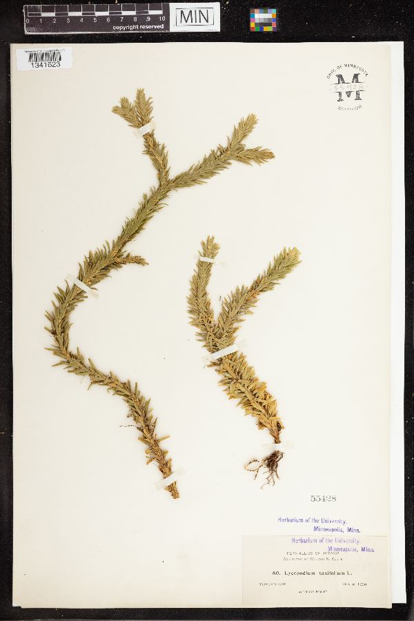Phlegmariurus taxifolius image