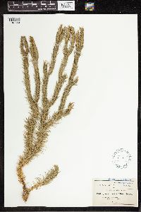 Phlegmariurus taxifolius image